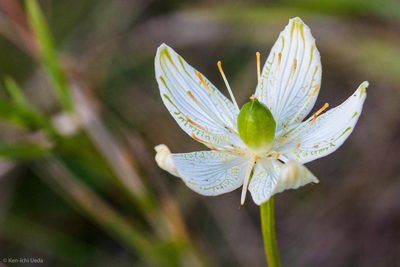 Parnassia grandifolia, photographed by Ken-ichi Ueda