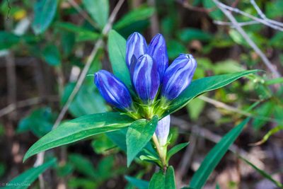 Gentiana saponaria, photographed by Ken-ichi Ueda