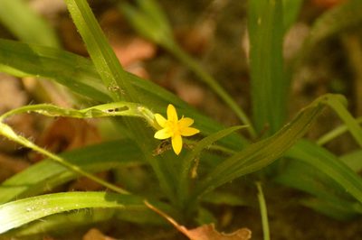 Hypoxis decumbens, photographed by Andrea Gantzer
