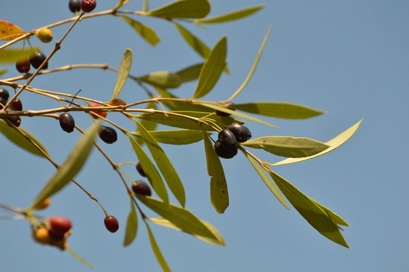 Myrceugenia glaucescens, photographed by Andrea Gantzer