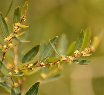 Phyllanthus sellowianus, photographed by Andrea Gantzer