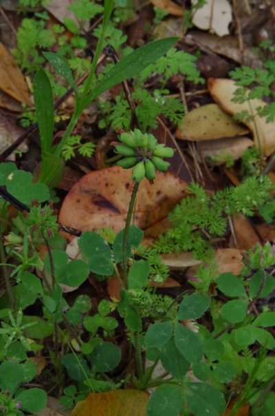 Trifolium bejariense, photographed by Eric Knight