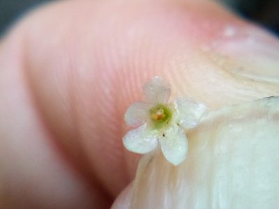 Glossostigma elatinoides, photographed by Stephen Thorpe