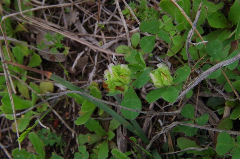 Trifolium bejariense, photographed by Eric Knight