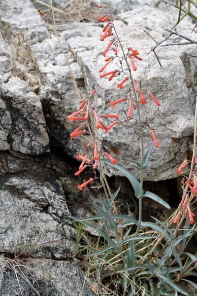 Penstemon subulatus, photographed by Fluff Berger
