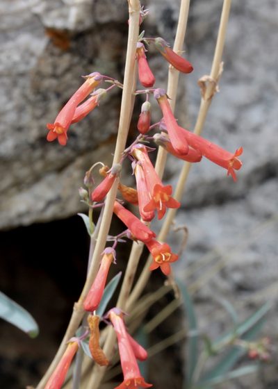Penstemon subulatus, photographed by Fluff Berger