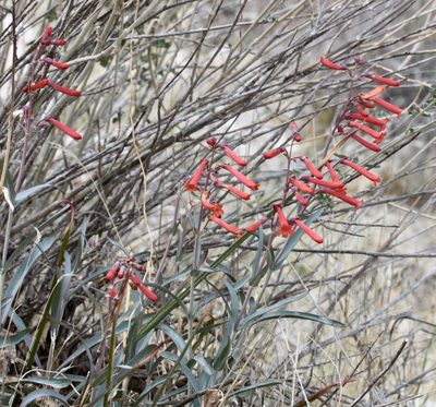 Penstemon subulatus, photographed by Fluff Berger