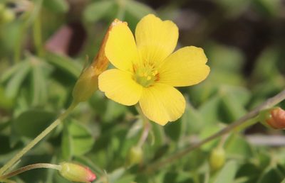 Oxalis californica, photographed by Millie Basden