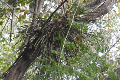 Encyclia nematocaulon, photographed by Sebastián de Jesús Herrera Buenfil
