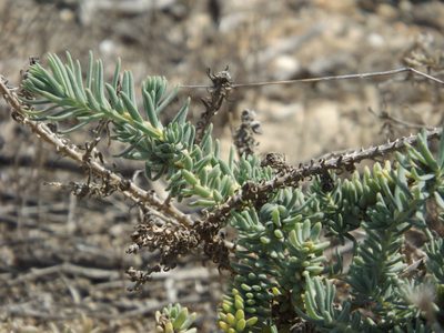 Suaeda taxifolia, photographed by Amy