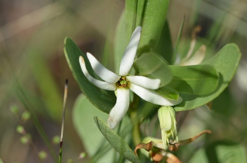 Asimina pulchella, photographed by brycelee