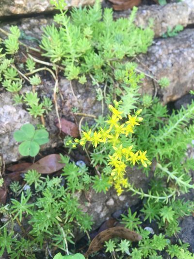 Sedum mexicanum, photographed by Brandon Corder