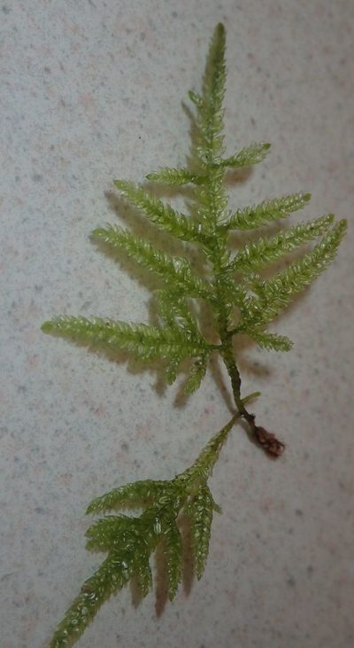 Camptochaete arbuscula, photographed by John Steel