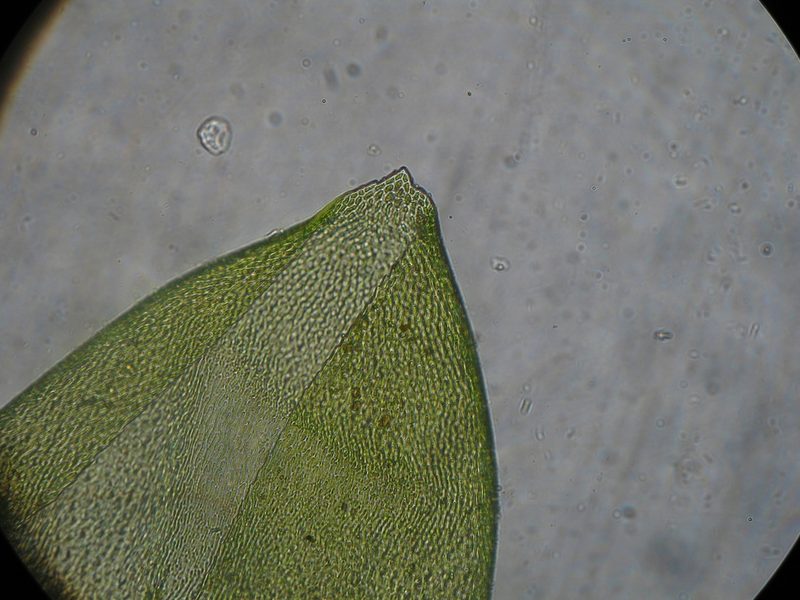 Camptochaete arbuscula, photographed by John Steel