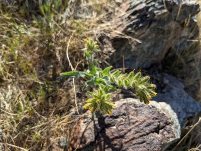 Amsinckia tessellata, photographed by Sean Krieg