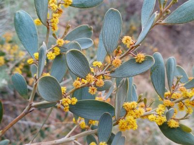 Acacia redolens, photographed by Daniel S.