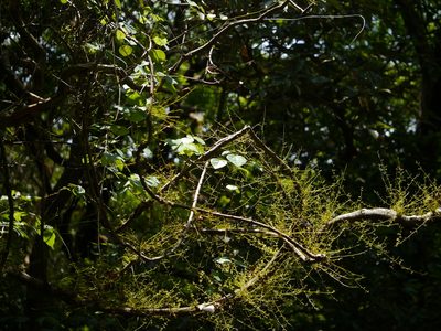 Diploclisia glaucescens, photographed by Dinesh Valke