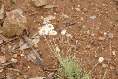 Leucochrysum albicans, photographed by coenobita