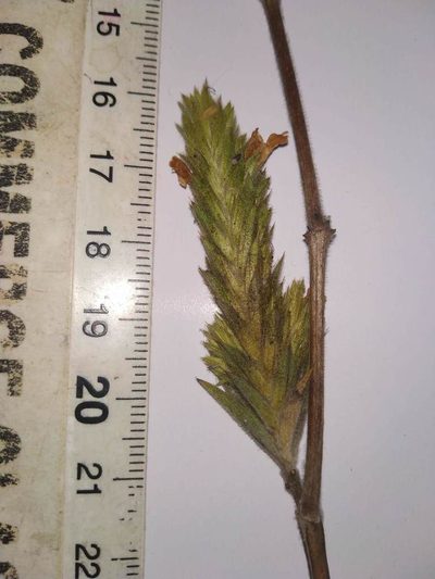 Lepidagathis rigida, photographed by S.MORE