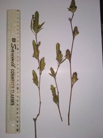 Lepidagathis rigida, photographed by S.MORE