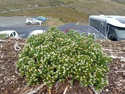 Lepidium crassum, photographed by John Barkla