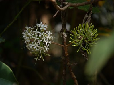 Pavetta crassicaulis, photographed by Dinesh Valke