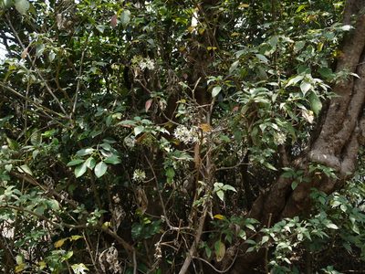 Pavetta crassicaulis, photographed by Dinesh Valke