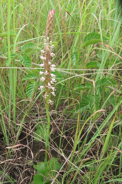 Satyrium cristatum, photographed by James Deacon