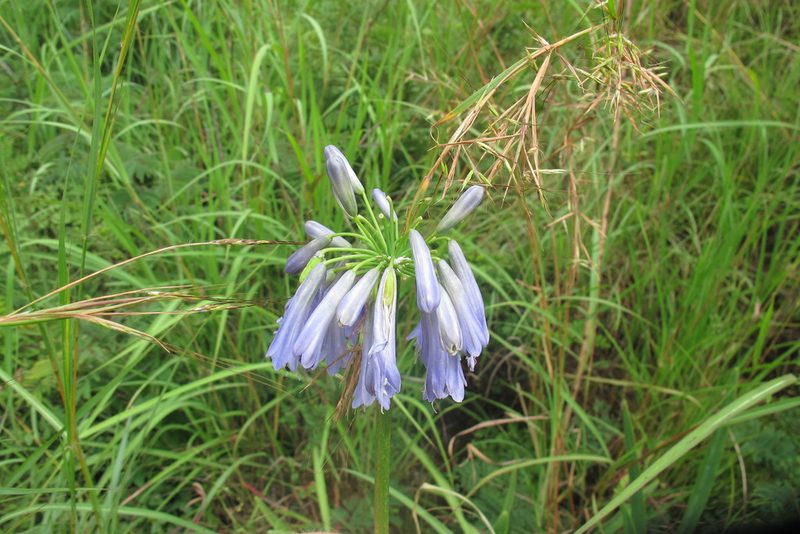 Agapanthus inapertus, photographed by James Deacon
