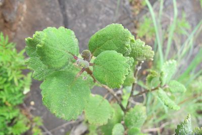 Tetradenia galpinii, photographed by James Deacon