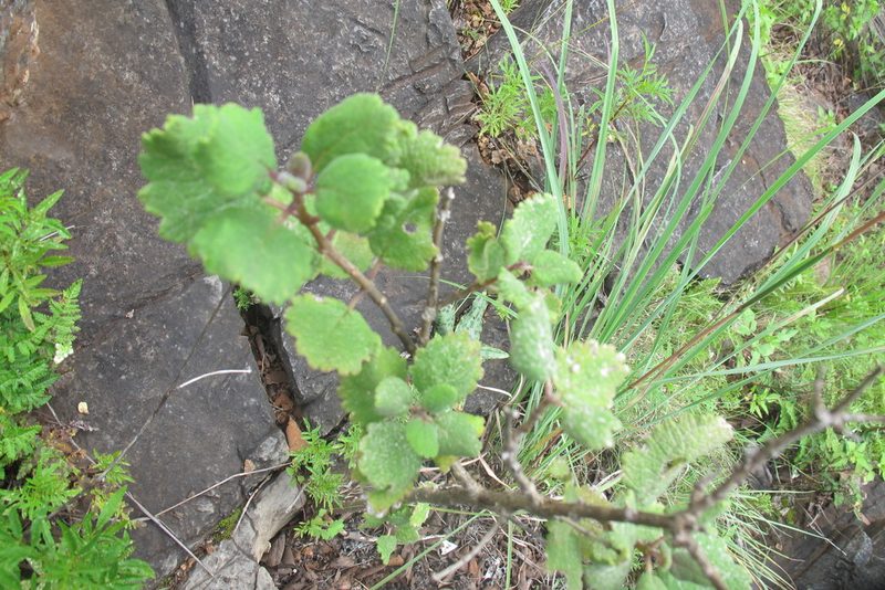 Tetradenia galpinii, photographed by James Deacon