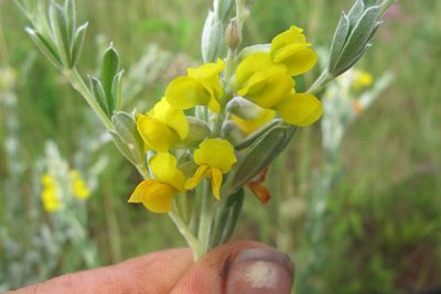 Pearsonia sessilifolia, photographed by James Deacon