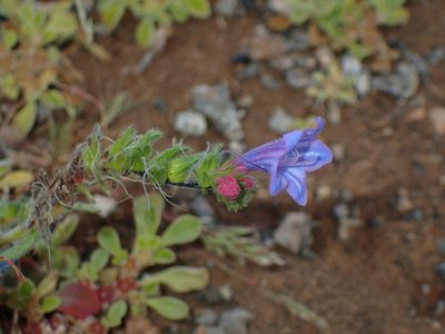 Echium pitardii, photographed by Julien Renoult
