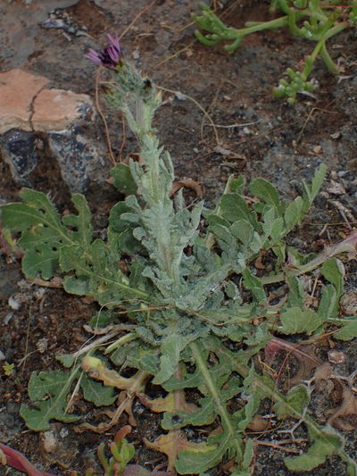 Volutaria tubuliflora, photographed by Julien Renoult
