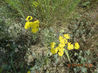 Achillea leptophylla, photographed by Galyna Mykytynets