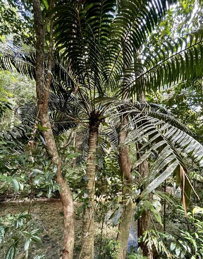 Lepidozamia hopei, photographed by Tony Eales