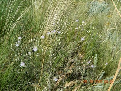 Klasea erucifolia, photographed by Galyna Mykytynets