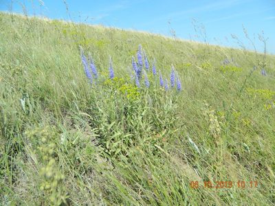 Veronica steppacea, photographed by Galyna Mykytynets