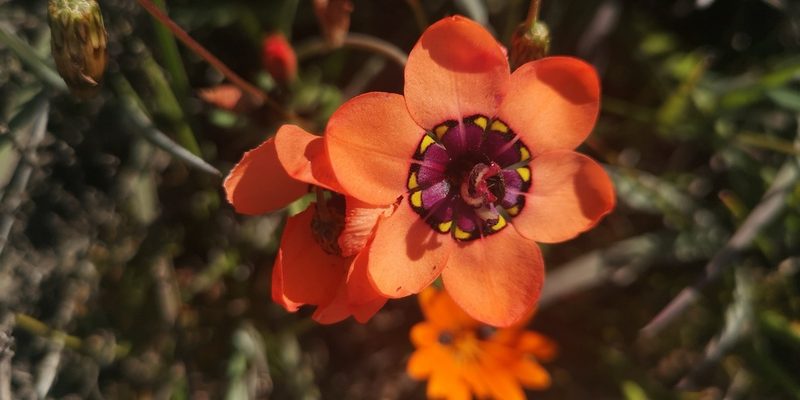 Sparaxis elegans, photographed by leandra-k_89