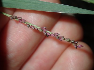 Setaria distans, photographed by Thomas Mesaglio