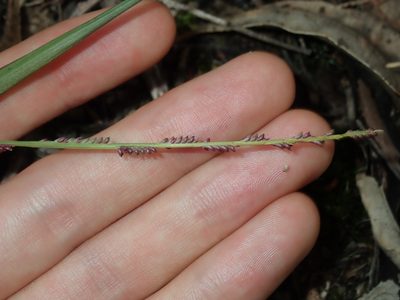 Setaria distans, photographed by Thomas Mesaglio