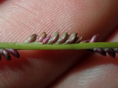 Setaria distans, photographed by Thomas Mesaglio