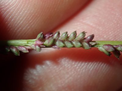 Setaria distans, photographed by Thomas Mesaglio