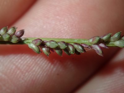Setaria distans, photographed by Thomas Mesaglio