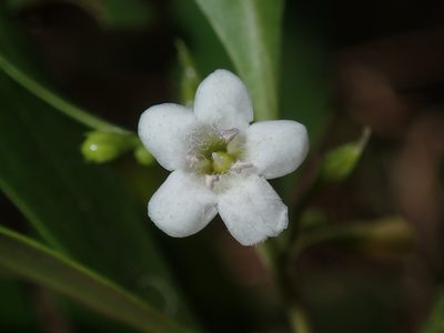 Myoporum boninense, photographed by Thomas Mesaglio