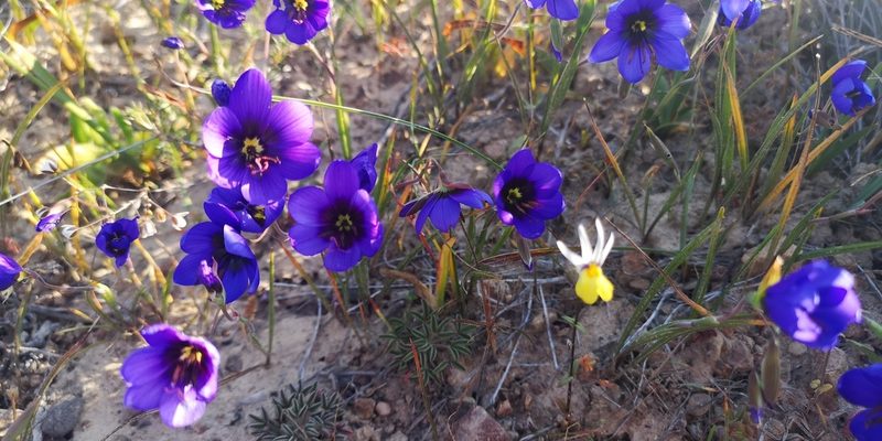 Geissorhiza splendidissima, photographed by leandra-k_89