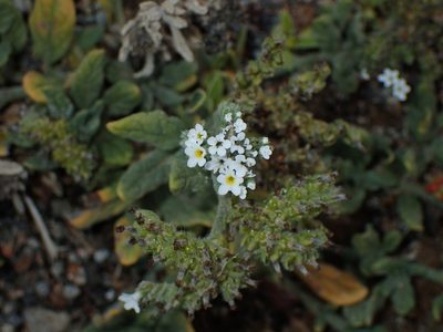 Heliotropium ramosissimum, photographed by Julien Renoult