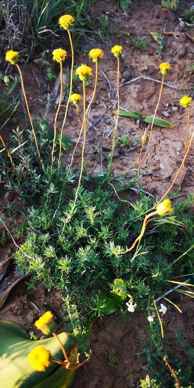 Chrysocoma hantamensis, photographed by leandra-k_89