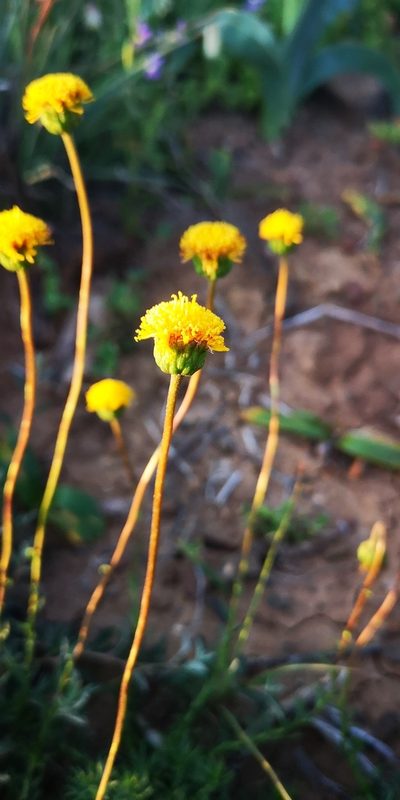 Chrysocoma hantamensis, photographed by leandra-k_89