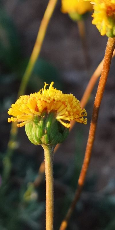 Chrysocoma hantamensis, photographed by leandra-k_89